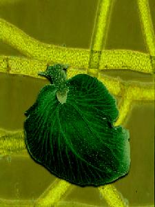 （圖）綠葉海蝸牛
