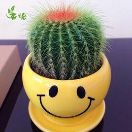 仙人球[仙人掌科球狀多肉植物統稱]