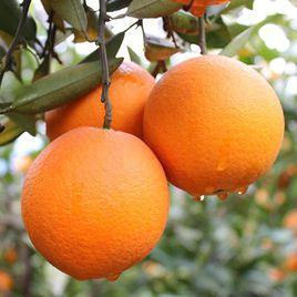 金堂臍橙 金堂臍橙