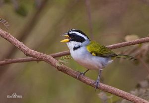 聖弗朗西斯科金肩雀鵐 聖弗朗西斯科金肩雀鵐