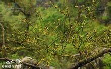 棱枝槲寄生 棱枝槲寄生