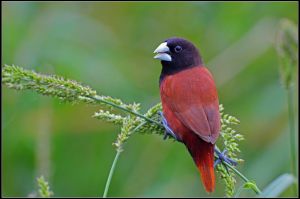 栗腹文鳥 栗腹文鳥