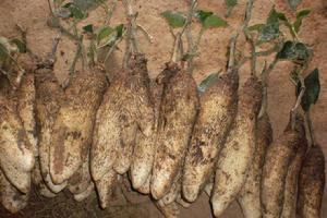 衡山早白薯 衡山早白薯