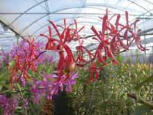 蘭花世界主題公園