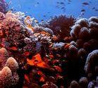 珊瑚礁[珊瑚目的動物形成的海洋生態]