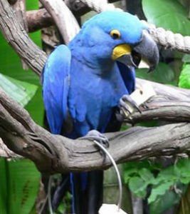 紫藍金剛鸚鵡 紫藍金剛鸚鵡