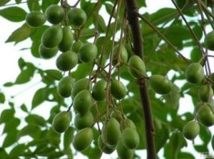 子楝樹葉 子楝樹葉