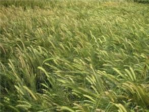 靈台3號 靈台3號