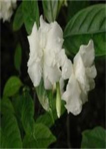 假狗牙花 假狗牙花