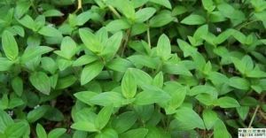 廣東新耳草 廣東新耳草