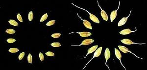 （圖）導入RRM1基因片段的粳稻，其穗子、芽、穀粒較左邊的對照組明顯增大