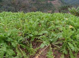 半坡村[雲南省楚雄州南華縣兔街鎮半坡村]