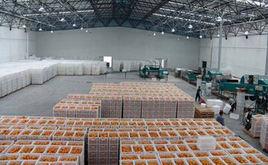 動態氣調貯藏 動態氣調貯藏