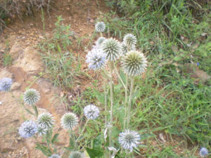 華東藍刺頭 華東藍刺頭