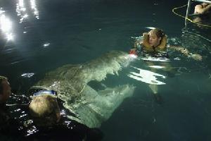 以假亂真的鱷魚道具