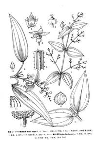 峨眉茜草 峨眉茜草