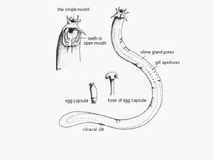 （圖）六鰓粘盲鰻 Eptatretus hexatrema