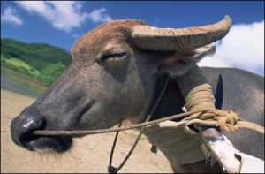 牛流行熱 牛流行熱