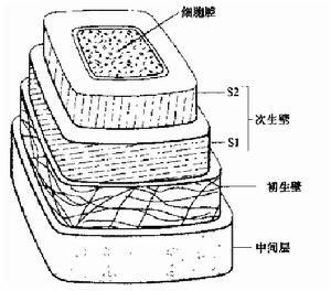 次生細胞壁、初生細胞壁和中膠層結構示意圖(Hopkins 1995)