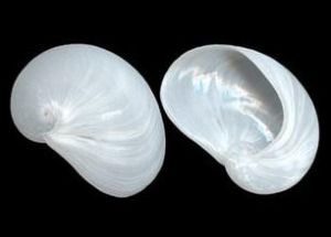 扁平竇螺 扁平竇螺