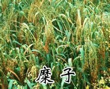 糜米 糜米