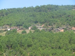 豌豆桿村 豌豆桿村