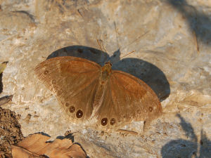 邊紋黛眼蝶 邊紋黛眼蝶