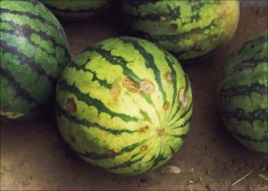 西瓜病害 西瓜病害