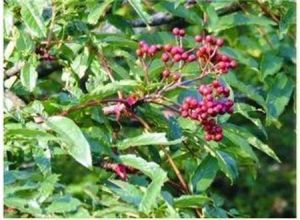 華西花楸 華西花楸