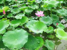 荷葉[睡蓮科植物蓮的葉]