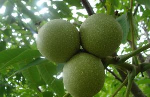 隴薄香3號 隴薄香3號