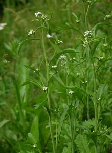 硬毛葶藶 硬毛葶藶