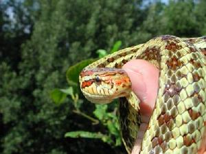 （圖）白條錦蛇