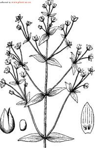 大籽獐牙菜 大籽獐牙菜