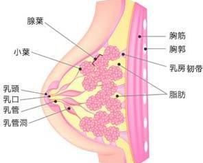 乳房包塊 乳房包塊