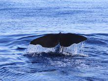 台灣花蓮東海岸