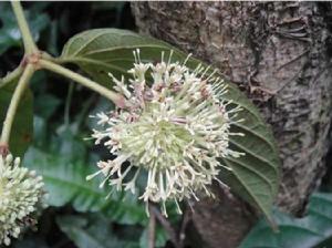 大葉鉤藤[茜草科大型木質藤本]