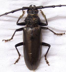 桔褐天牛 桔褐天牛