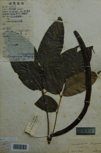 伏毛萼羽葉楸 伏毛萼羽葉楸