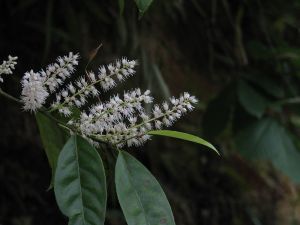 鼠刺葉柯 鼠刺葉柯