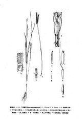 廣西觿茅 廣西觿茅