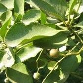 大葉地耳根 大葉地耳根