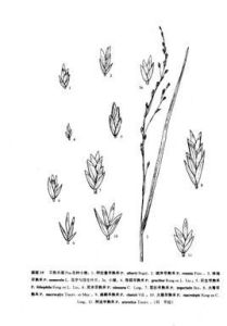 阿窪早熟禾 阿窪早熟禾