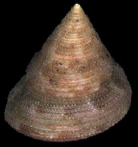 土佐鐘螺 土佐鐘螺