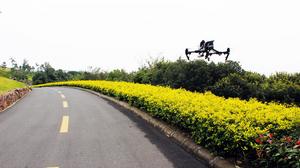 黃金枸骨 黃金枸骨