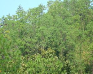 別乃自然村 別乃自然村