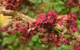 龍利葉花 龍利葉花
