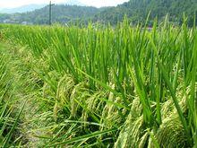 Y兩優2號[湘審稻2011020]