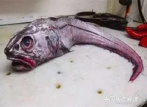 細鱗壯鱈 細鱗壯鱈