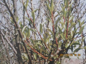 桑寄生害 桑寄生害